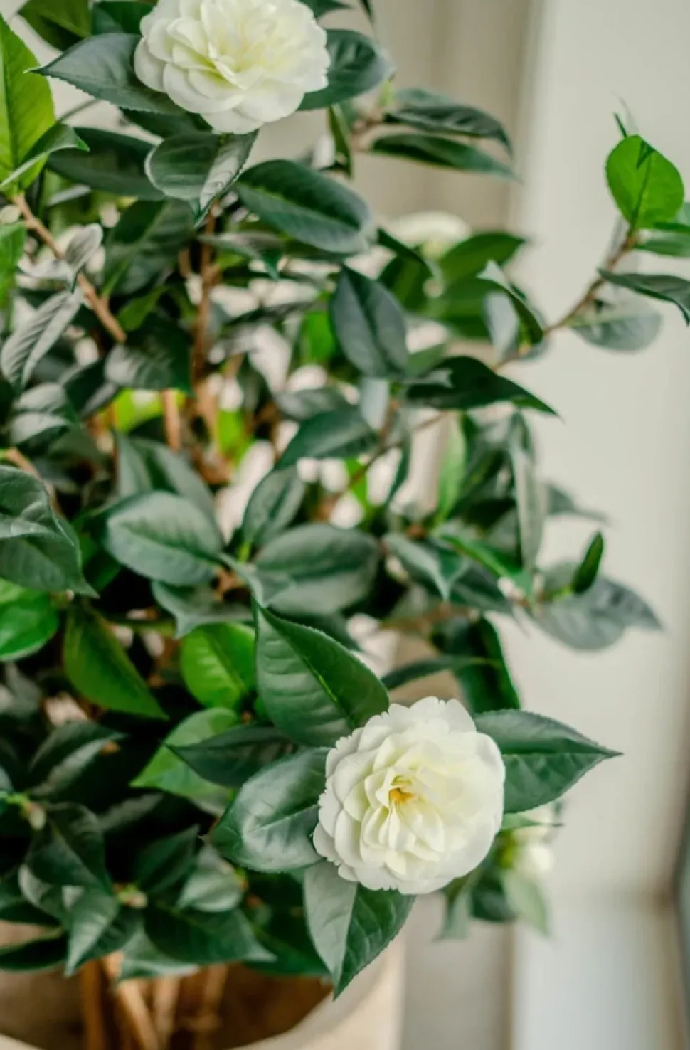 Kunstplant Camellia Japonica 100cm – Elegantie in Bloei