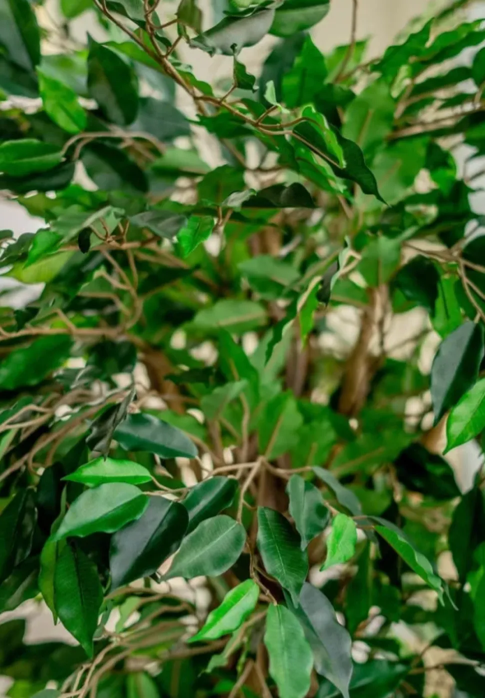 Kunstplant Ficus Tropisch Liana 150cm – Natuurgetrouwe Luxe