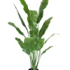 Strelitzia Nicolai Deluxe 165cm – Tropisch & Onderhoudsvrij